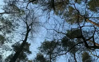 Śnieżycowy Jar 2025 3