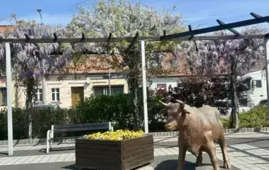 Plac 1 Maja w rozkwicie! 5