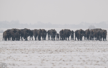 Żubry na terenie Gminy Ryczyw&oacute;ł, fot. M.Bojnowski, 2026 r. 9