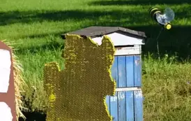 Witacze dożynkowe w Gminie Ryczyw&oacute;ł - 21.08.2025 r. 35