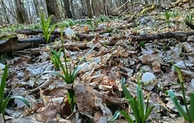 Wiosenny rajd do Śnieżycowego Jaru z LGD ,,Kraina Trzech Rzek"- 28.03.2026 r. 1