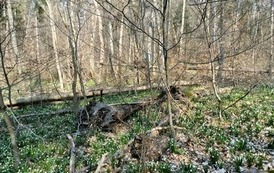 Wiosenny rajd do Śnieżycowego Jaru z LGD ,,Kraina Trzech Rzek"- 28.03.2026 r. 6