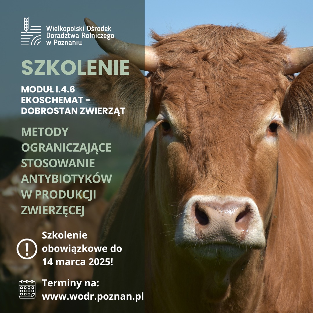 Plakat promujący szkolenie