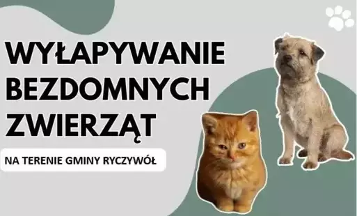 Zdjęcie przedstawia kota i psa.