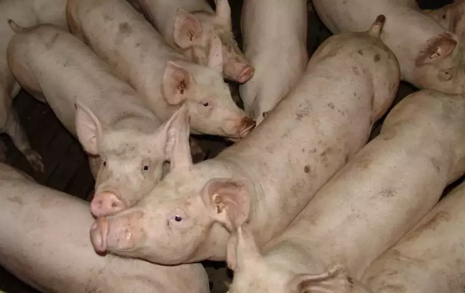 Dopłaty do ubezpieczenia zwierząt gospodarskich - nabór od 27 stycznia br.